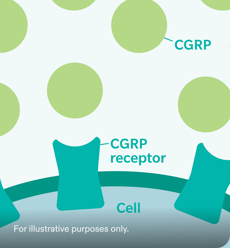 Illustration showing the protein CGRP being released during a migraine attack. See safety info.
