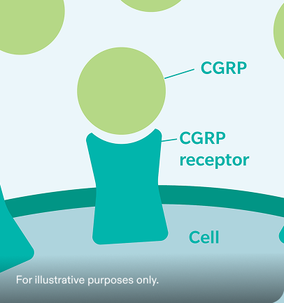 Illustration showing the protein CGRP attaching to a receptor causing migraine-associated effects. See safety info.